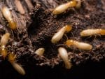 Allied Termite & Pest Control Inc